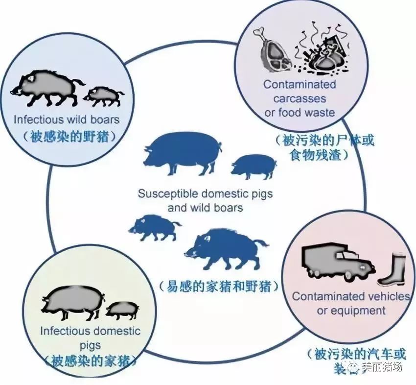 非洲猪瘟病毒(asfv)在欧洲的潜在传播途径.