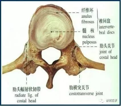 由於生理彎曲存在,胸椎椎間盤髓核在中央,而頸及腰椎髓核偏後.