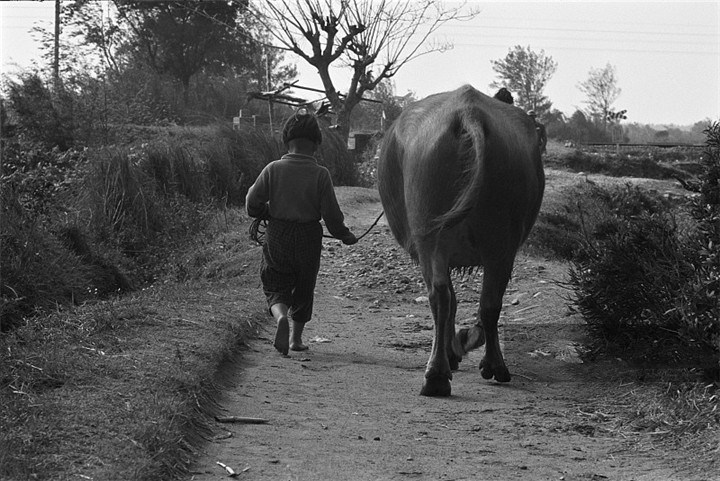 小不点的身躯牵着庞大的牛只,反映了农村生活艰辛的一面,无论男孩女孩