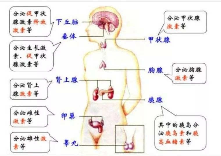 内分泌系统简易图图片