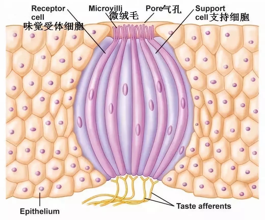 味蕾分布图片