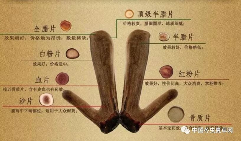 风险!鹿茸片的功效与作用及食用方法"包你成功-第1张图片-米兔博客