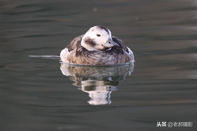 北極的鳥兒來到了北京_長尾鴨