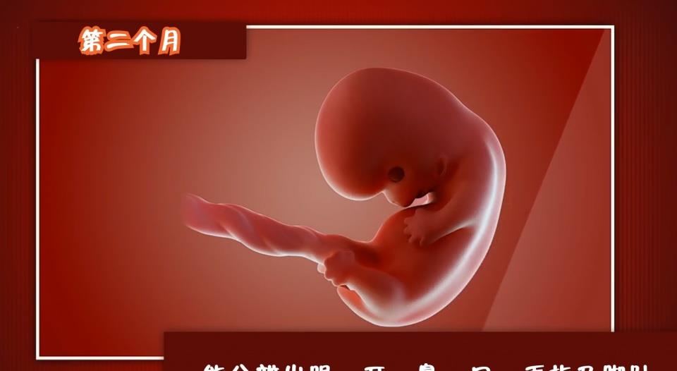 怀孕多久可以知道胎儿性别孕妈们来看看胎儿的生长过程