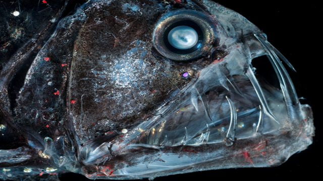 史上最吓人海底生物图片