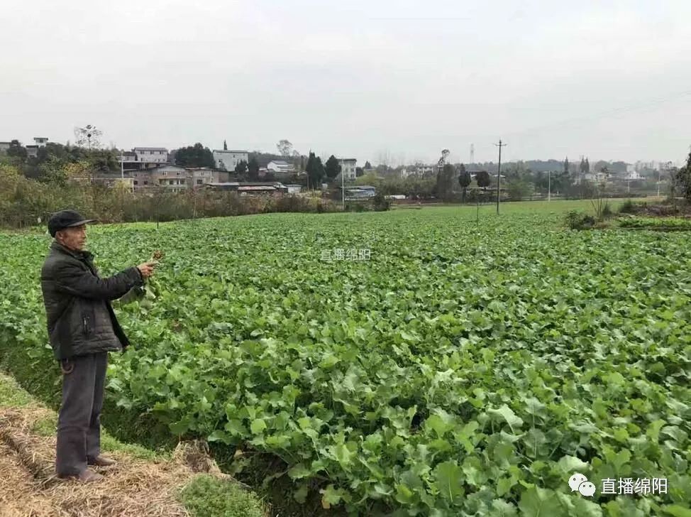 患根肿病油菜很头大村民很头疼