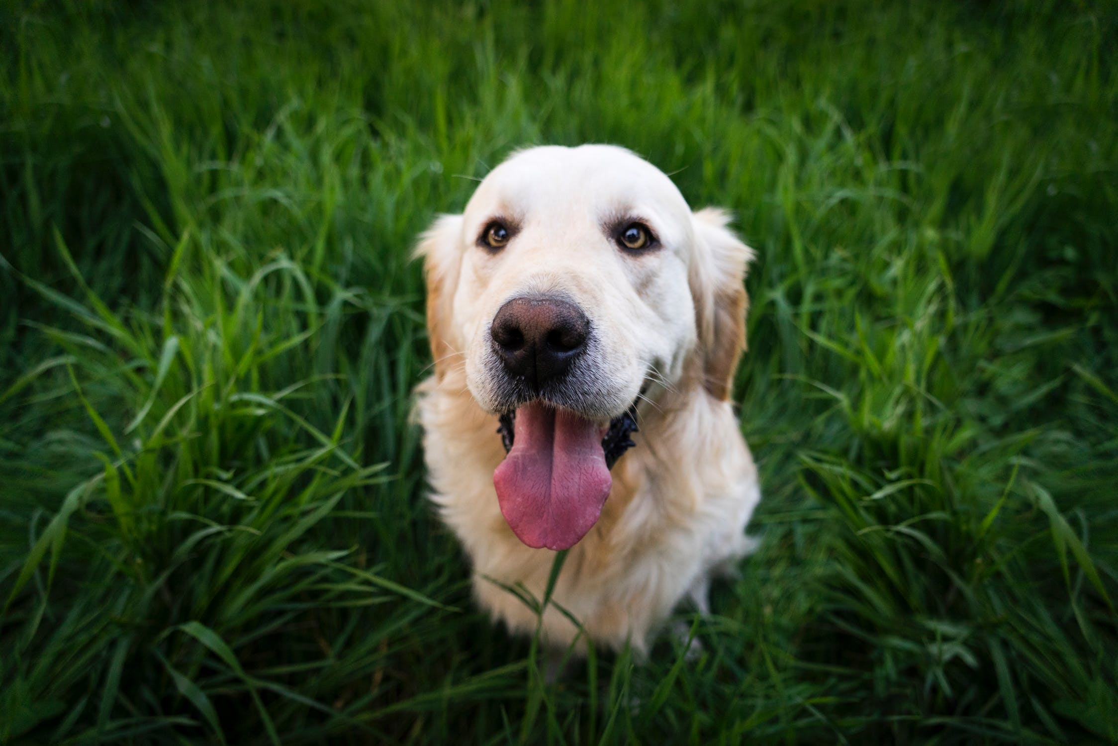 拉布拉多犬壁纸头像图片