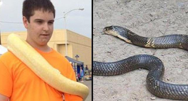 男子疑似用饲养的宠物眼镜蛇来自杀,几天后警方在车旅里发现尸体