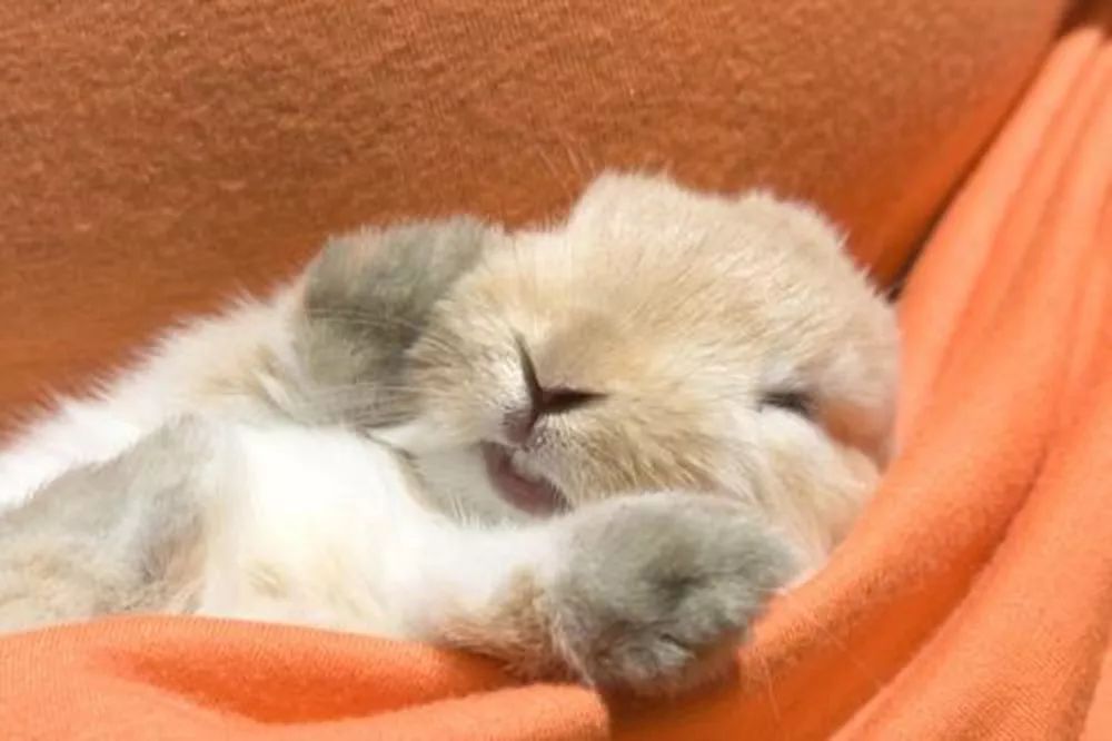 兔子体温降低还昏昏欲睡,是要冬眠吗?
