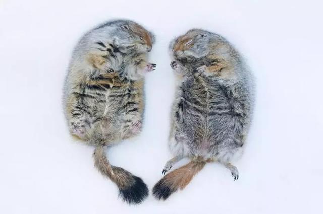 松鼠冬眠方式图片