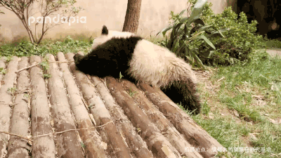 国宝大熊猫生气的时候会怎样