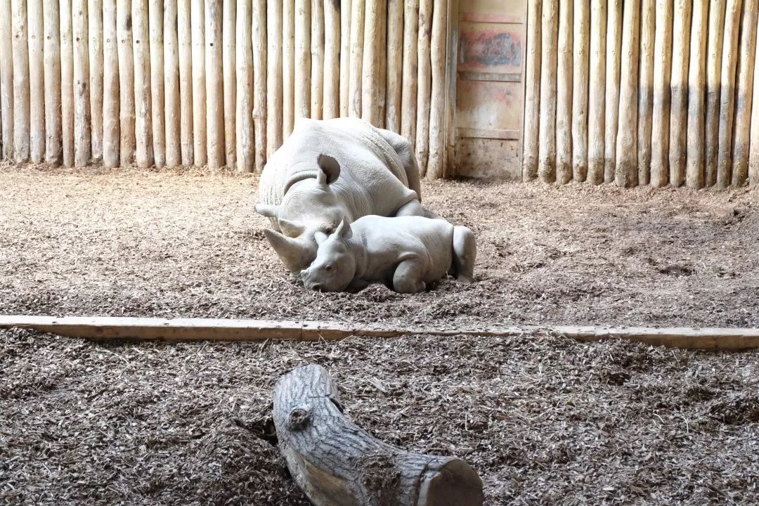 此外,切斯特動物園還通過