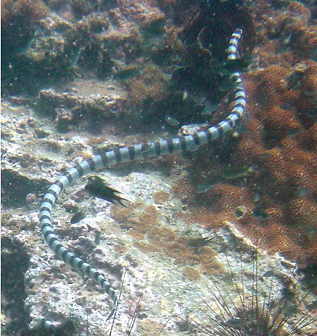 银环海蛇图片