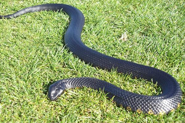 世界十大毒蛇之一的黑虎蛇全身黑色眼睛看起来很吓人