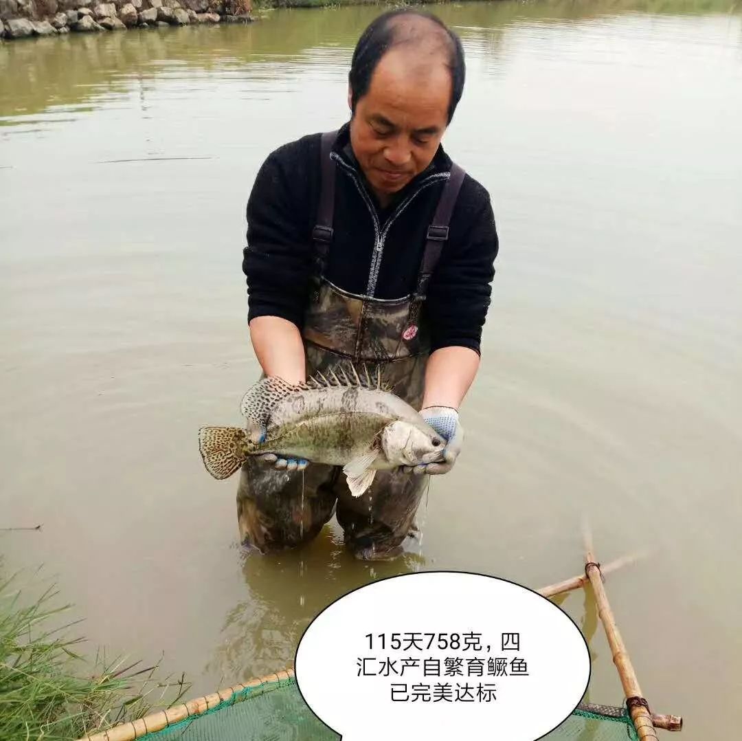 鱖魚產業主要問題是:1,苗種品質退化;2,養殖病害嚴重;3,投入成本高