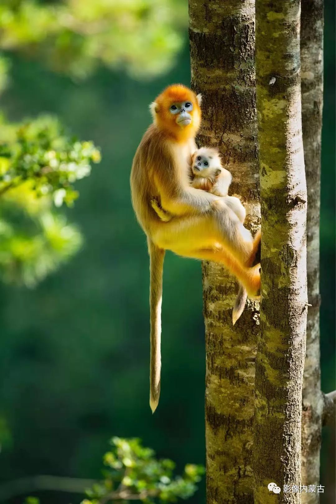 黔金丝猴生活在图片