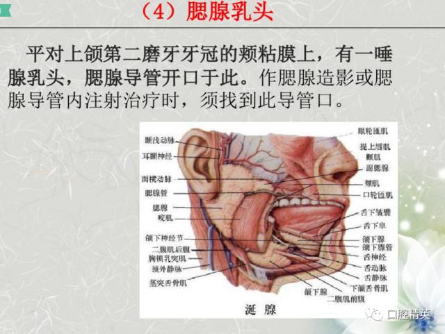 固有口腔牙体和牙周组织牙位记录颌面部应用解剖生理颌骨肌肉血管淋巴