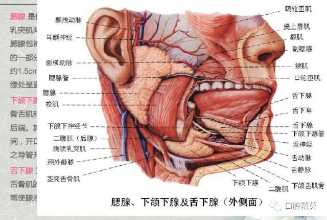 顳下頜關節全口解剖標誌