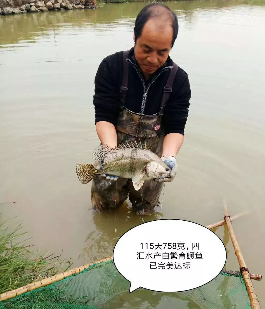 鱖魚產業如何突破這5個限制因素,尋求新的發展出路?夏老師為你支招_養