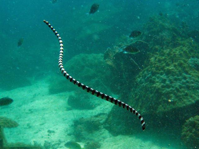 世界十大毒蛇之一的巨环海蛇是一种水陆两栖蛇分布范围也很广