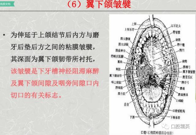 固有口腔牙体和牙周组织牙位记录颌面部应用解剖生理颌骨肌肉血管淋巴