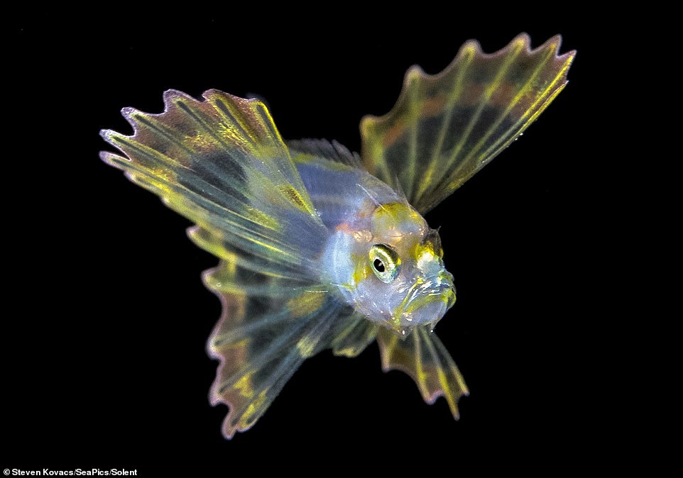 美国摄影师利用水下相机拍摄狮子鱼幼崽绚丽相片