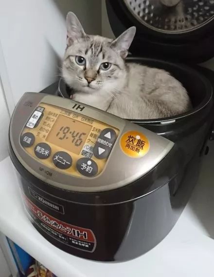 电饭煲的余温,猫咪用一整晚去了解喵:我不知道你说什么,反正不出来猫
