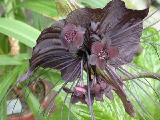 11种高贵诡美的暗黑系花卉,你见过几种?