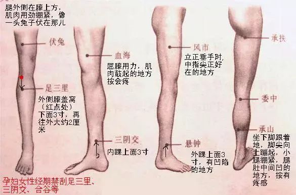 小腿内侧对应的器官图图片