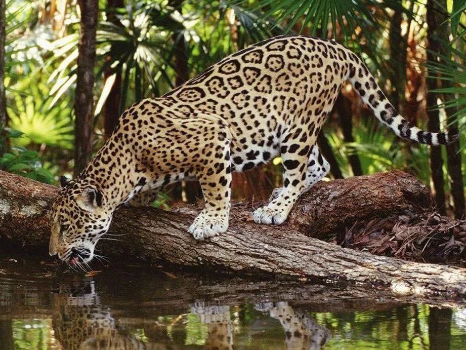 世界上体型最大的豹子图片