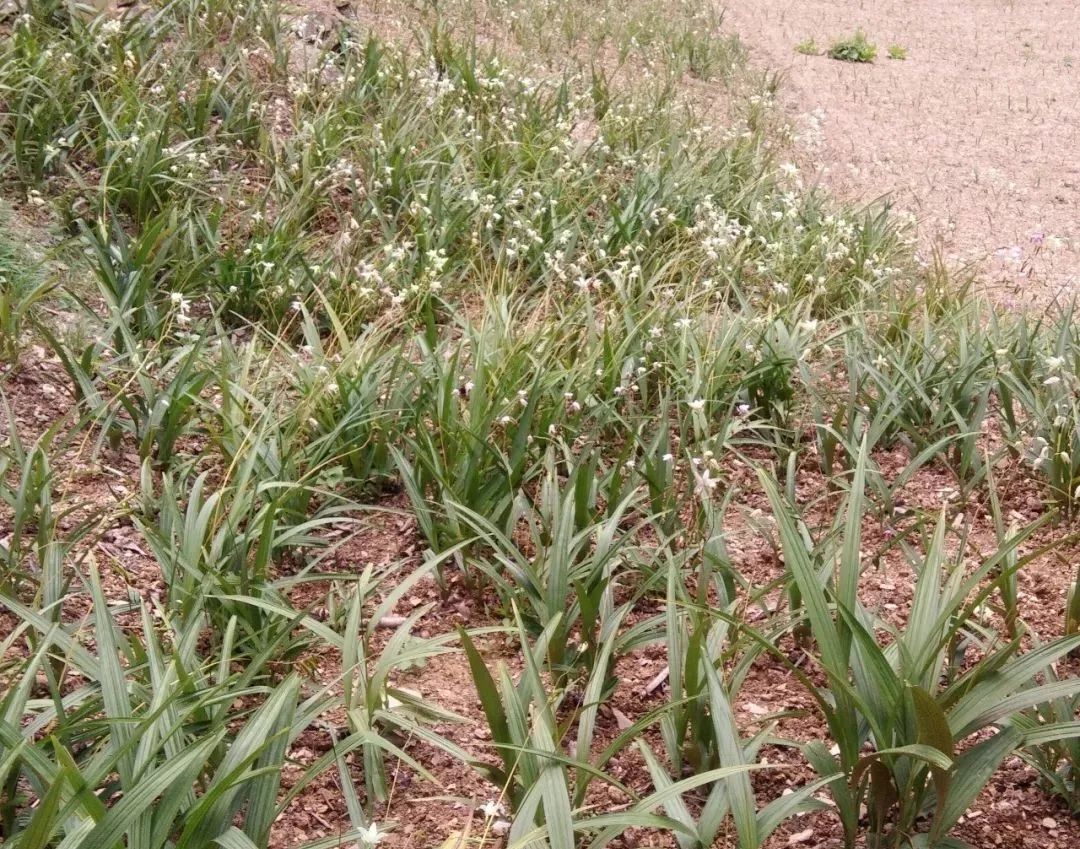 冬天種植白芨怎麼防凍