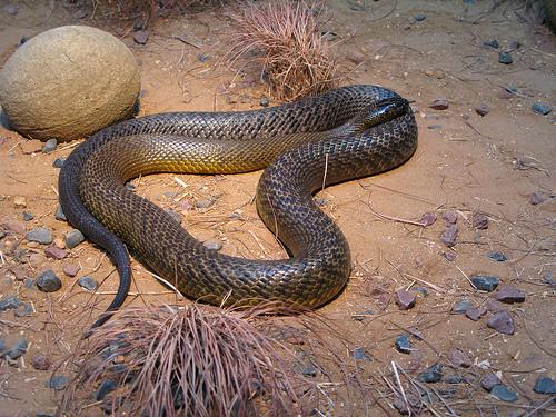 世界十大毒蛇之一的太攀蛇在陆地毒蛇中毒性排名第三