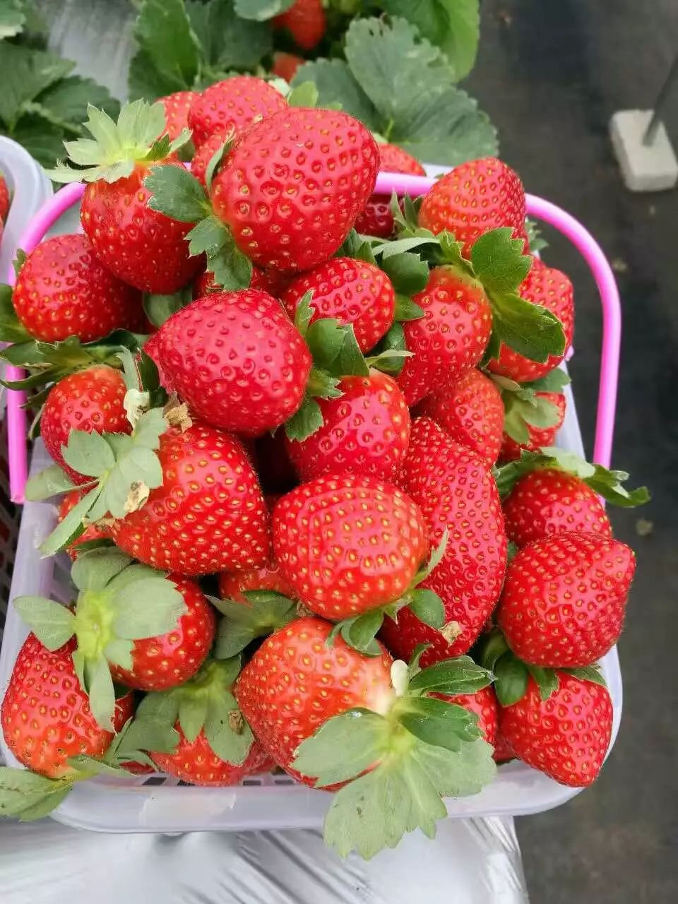 螺岗小镇放心草莓来了最新最全的吃草莓攻略在这里