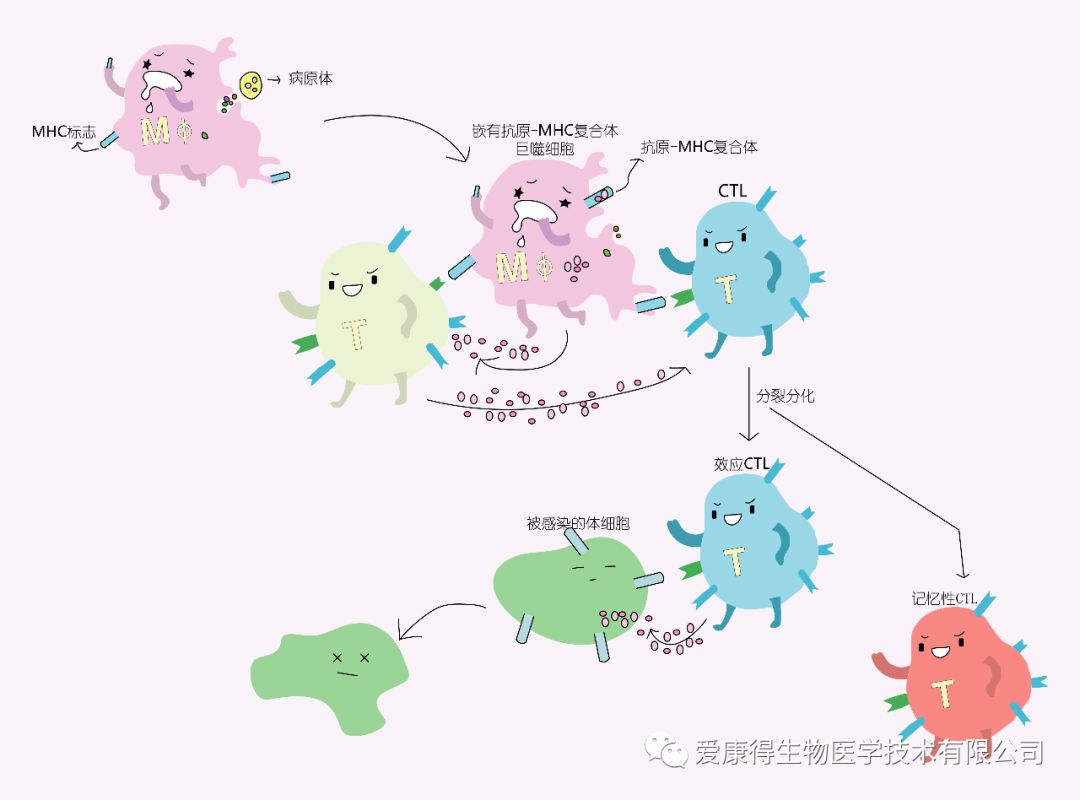 干货全方位介绍免疫系统相关细胞类别和作用机制