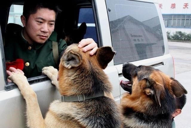 退役病退軍犬怎麼安排去處英軍做法殘忍解放軍最暖心