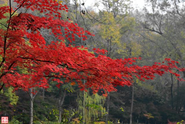 江南賞楓正當時:南京棲霞山已燦若雲霞