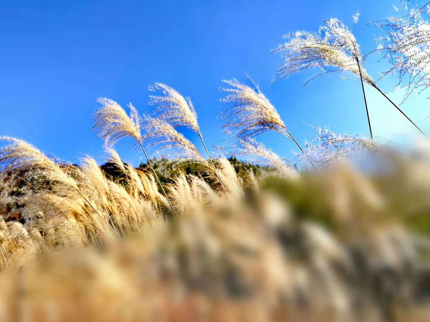 霍山漫水河镇:茅草花开冬韵流