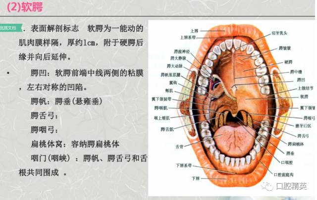 嘴巴内部结构图解剖图图片