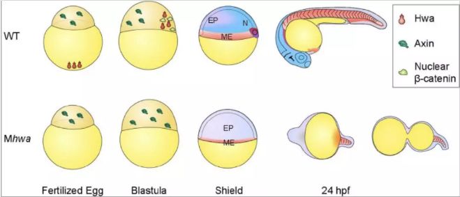 中国学者最新science发现葫芦娃基因解决早期胚胎发育重大问题