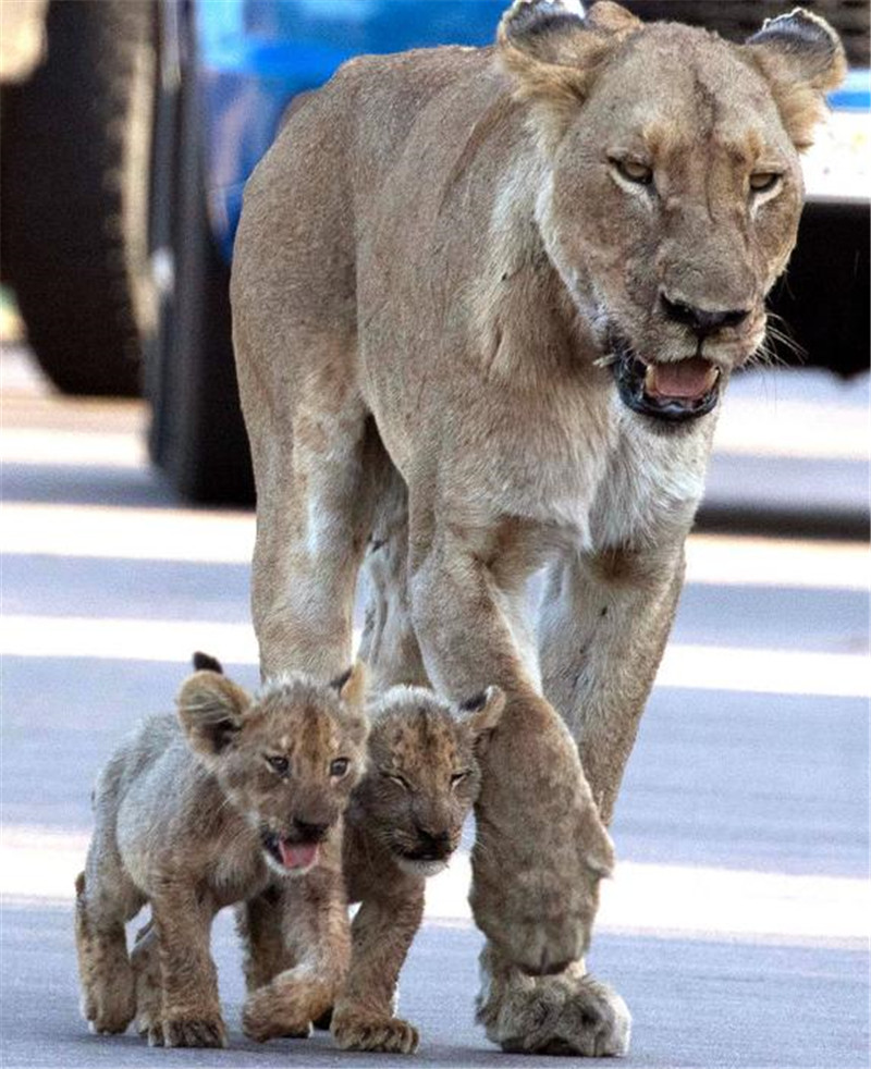 小狮子背后一只大狮子图片