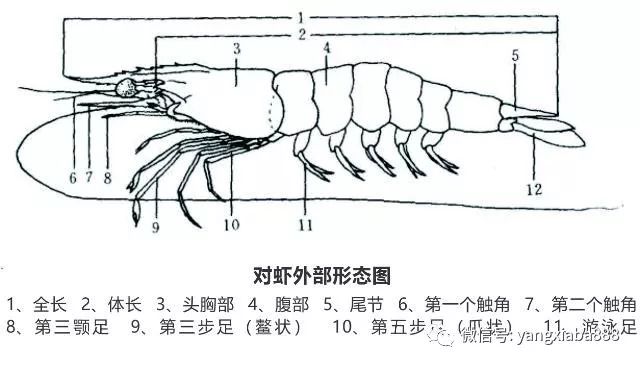 河虾的结构图片