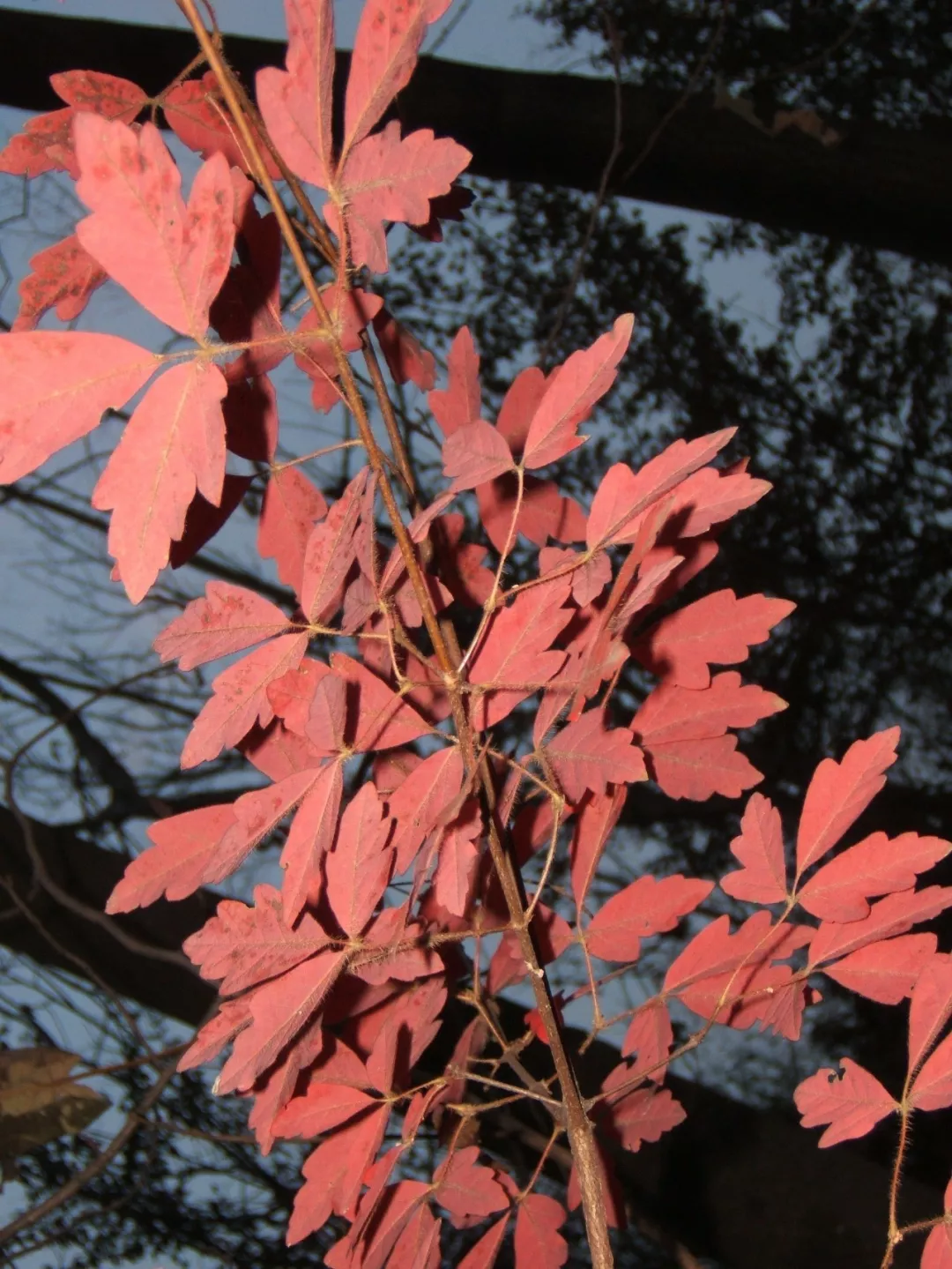 血皮槭树生长速度图片