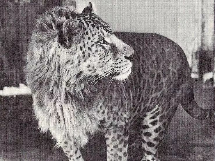 雄性豹狮兽资料照片,现无存活美洲豹狮,雄性美洲豹狮,左雌右雄,雄性
