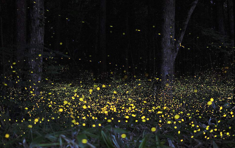 在这里有数万只萤火虫一同装饰着夜晚你喜欢么