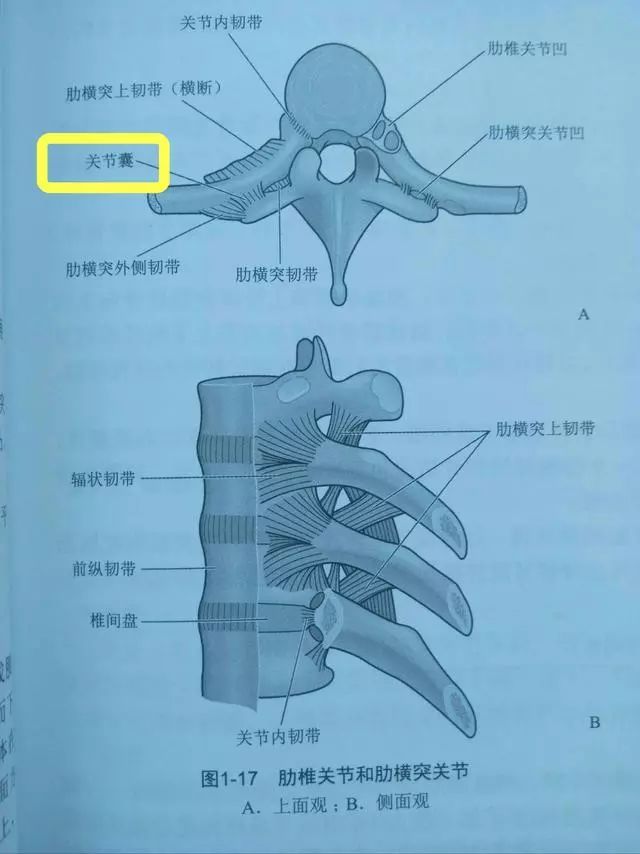 触诊时发现那一两个特别痛的点不是肌肉,而是肋横突关节