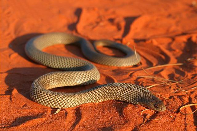 世界十大毒蛇之一的棕伊澳蛇是澳洲分布最广的毒蛇
