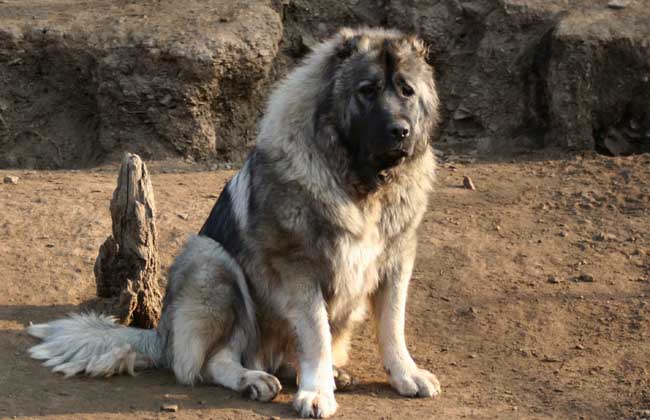 4 高加索犬杜高犬又稱之為阿根廷獒,在西班牙語言的稱呼上,就是鬥牛犬