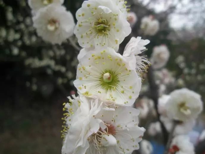 【每日一花】玉蝶梅:花純白色,且不易衰敗!