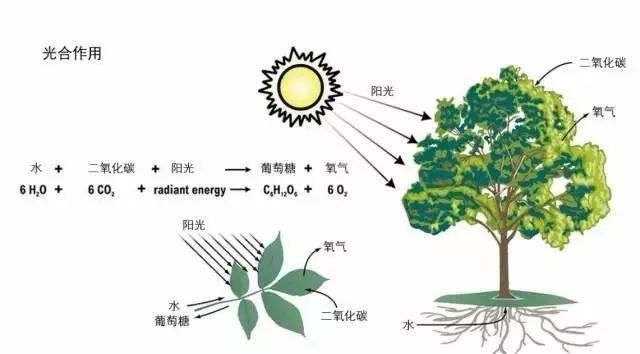 天气对植物的影响图片图片