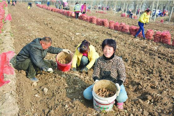 河津市柴家鄉下牛村村民正在收穫生地